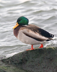 Male mallard duck standing on a rock