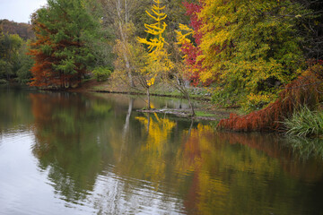 Forest and lake during autumn