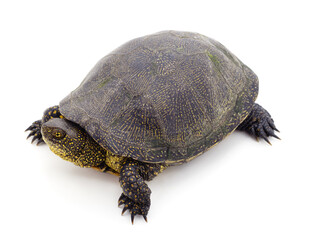 One beautiful turtle.