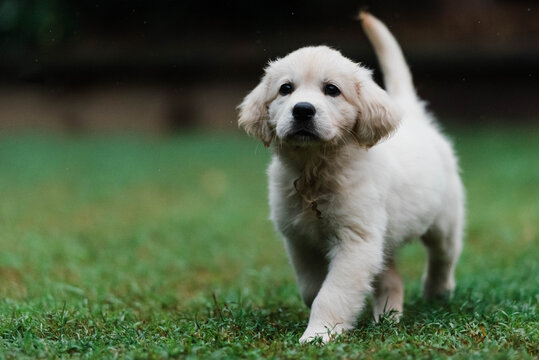 puppy walking