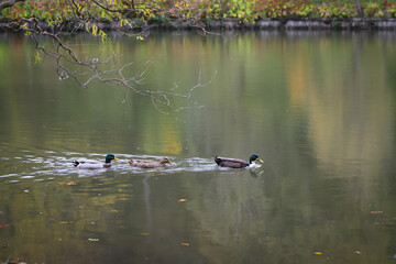 Ducks swimming in lake during autumn