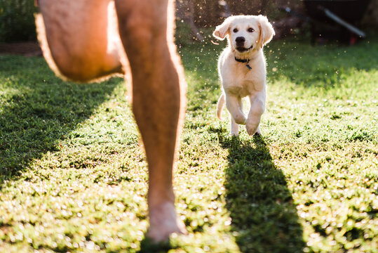 Puppy chase