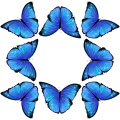 Morpho butterflies pattern design on white 