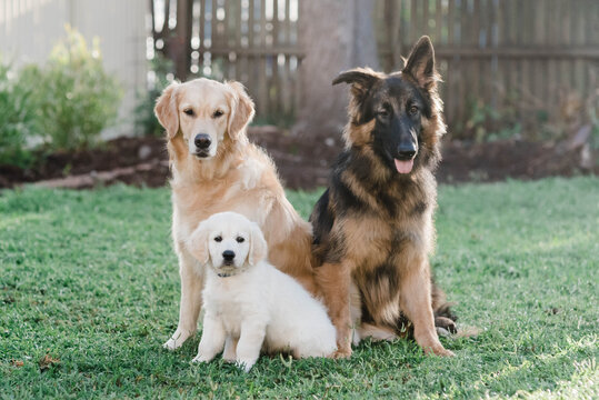 Dog squad