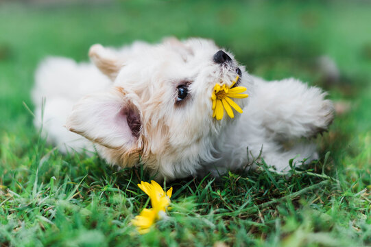 Small fluffy dog playing with flowers