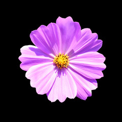 Top view beautiful pink Cosmos flower bright sunshine day in blue sky and green garden background