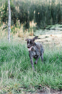 GSP running