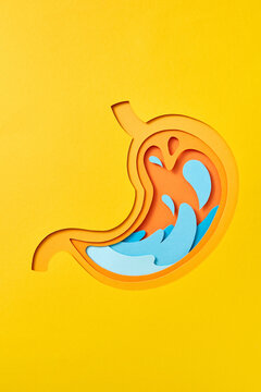 Papercraft anatomic composition of human stomach from paper.