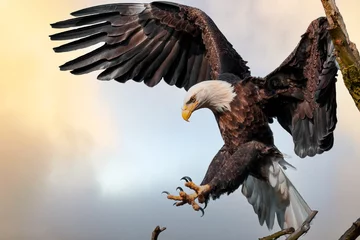 Foto op Plexiglas american bald eagle landing © Martin