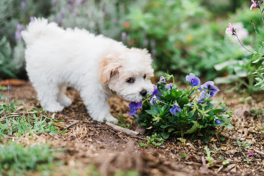 Small fluffy dog playing with flowers