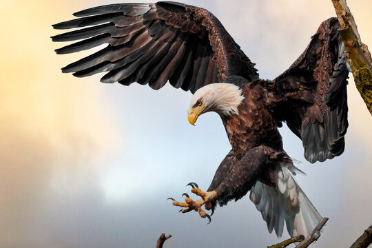 Eagle Claws Images – Browse 55,921 Stock Photos, Vectors, and Video