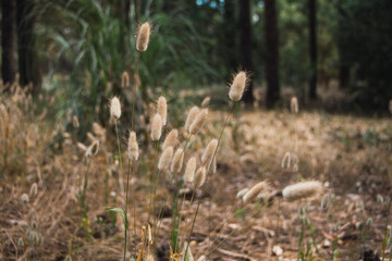 Obraz premium Pine trees in the Pinamar forest at a sunset in Pinamar, Buenos Aires, Argentina