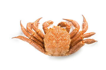 fresh cooked crab quadrangular hairy or red crab isolated on white background
