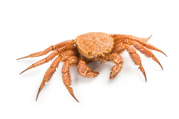 fresh cooked crab quadrangular hairy or red crab isolated on white background