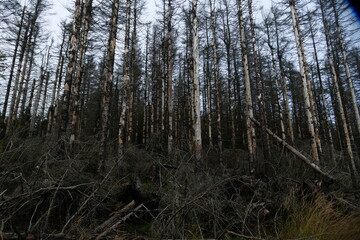 Obraz premium Catastrophic forest dying in Germany. Reason is climate change, dryness and immense reproduction of the bark beetles. Near Torfhaus, Harz Brocken moutain, Northern Germany.