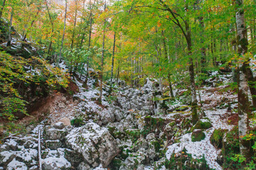 Autumn forest high in the mountains