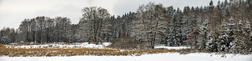Panorama of the winter forest after first winter snow. Season theme