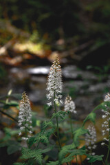 White flowers in north Georgia 