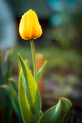 Gardening in the spring. Yellow tulips in the garden. Tulips, selective focus. Vertical view.