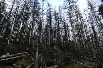 Catastrophic forest dying in Germany. Reason is climate change, dryness and immense reproduction of the bark beetles. Near Torfhaus, Harz Brocken moutain, Northern Germany.