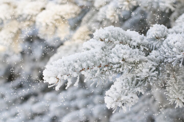 Fir tree branches under snow