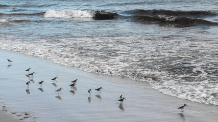 sea shore with many birds long beaks, small waves wash against the shore
