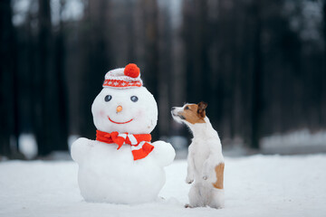 dog in snowy winter makes a snowman. Jack Russell Terrier in a scarf. Pet in nature