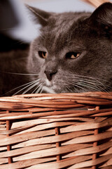 Fototapeta na wymiar Portrait of grey cat in basket