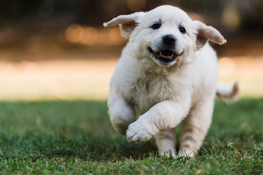 English cream retriever running
