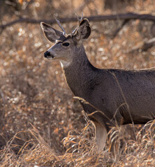deer in the forest