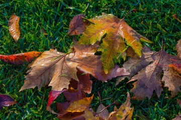 fallen leaves from the tree, colorful autumn leaves, colorful leaves on green grass
