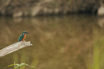 Kingfisher in the Llobregat Delta Natural Park