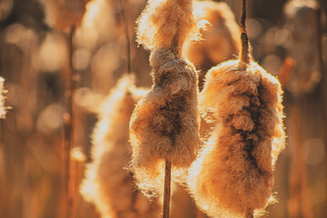 Riverbank plants at sunrise 