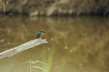 Kingfisher in the Llobregat Delta Natural Park