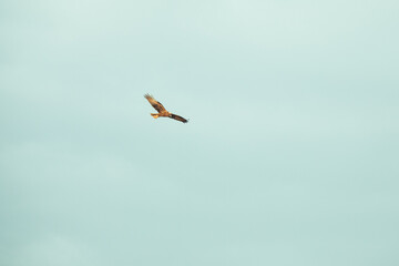 Brown Eagle hunting at sunset in Natural Park lagoon