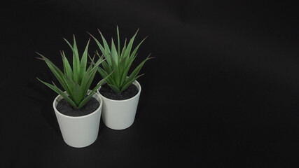 Two Artificial cactus plants or plastic or fake tree on black background.