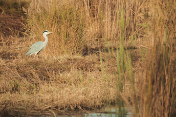 Obraz na płótnie Canvas Gray heron searching for food in the lagoon