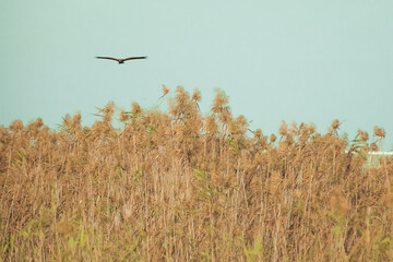 Brown Eagle hunting at sunset in Natural Park lagoon