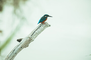 Kingfisher leaning on a log looking for new prey in the Llobregat Delta Natural Park. Blue, orange and white bird.