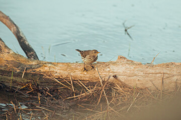 Brown bird in natural park delta del llobregat resting on trunk at sunset