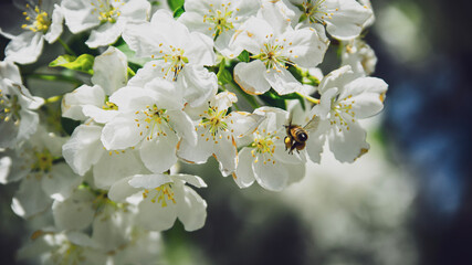 bee on a flower