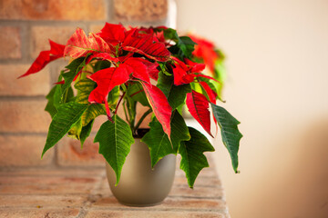 Home gardening, Christmas interior decoration. Potted green plant Poinsettia  on the mantelpiece .