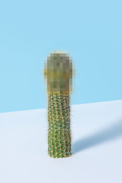Natural cactus houseplant with blurred head.