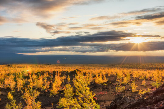 Sunset landscape with dead forest area in Kamchatka, Russia.