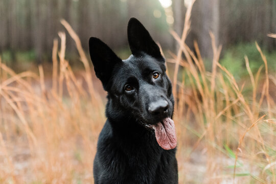 Black German shepherd