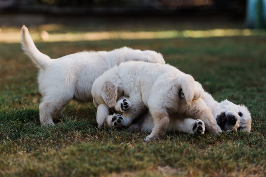 Puppy Pile Up