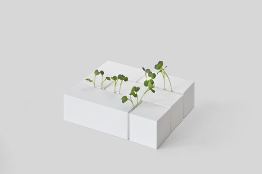 Craft cubes construction with growing microgreen.