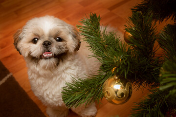 Little fluffy shih tzu dog smiles while standing under an elegant Christmas tree