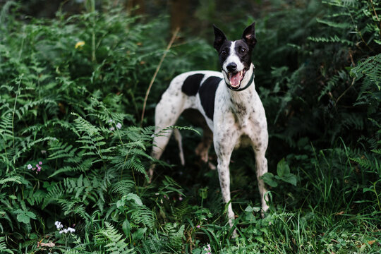 Greyhound in rainforest setting