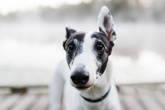 Greyhound face up close